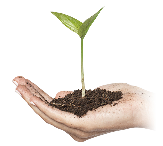 Hand holding a growing plant, symbolizing sustainability